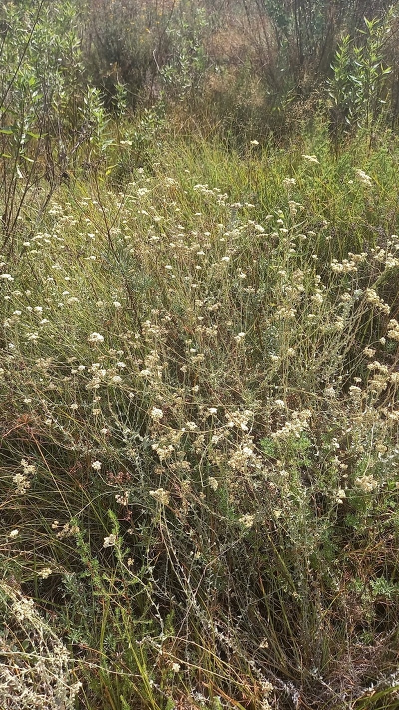 Helichrysum helianthemifolium