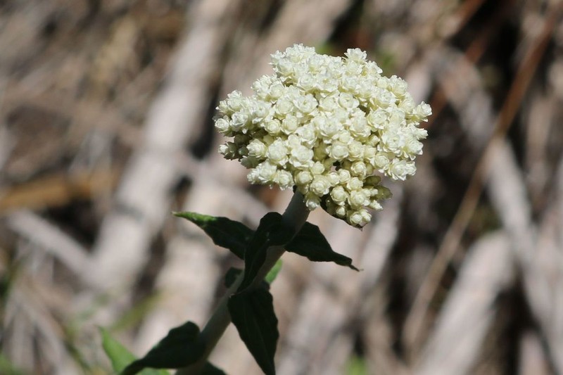 Helichrysum helianthemifolium photo 2