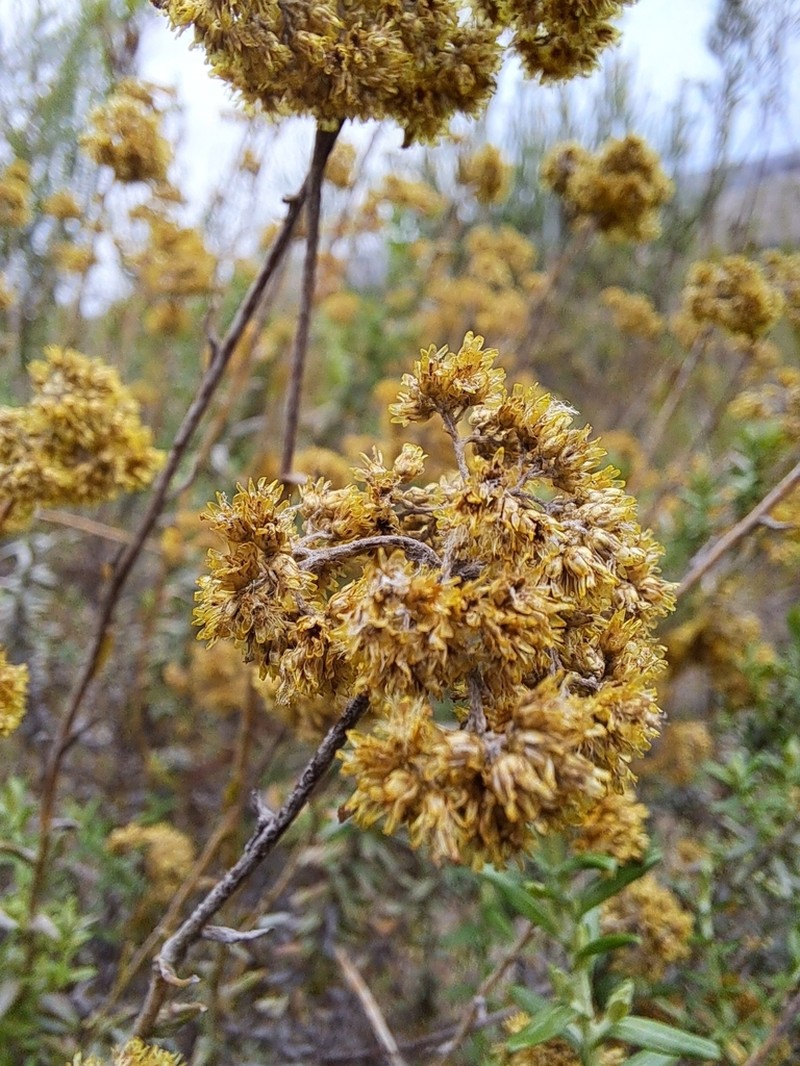 Helichrysum helianthemifolium photo 3