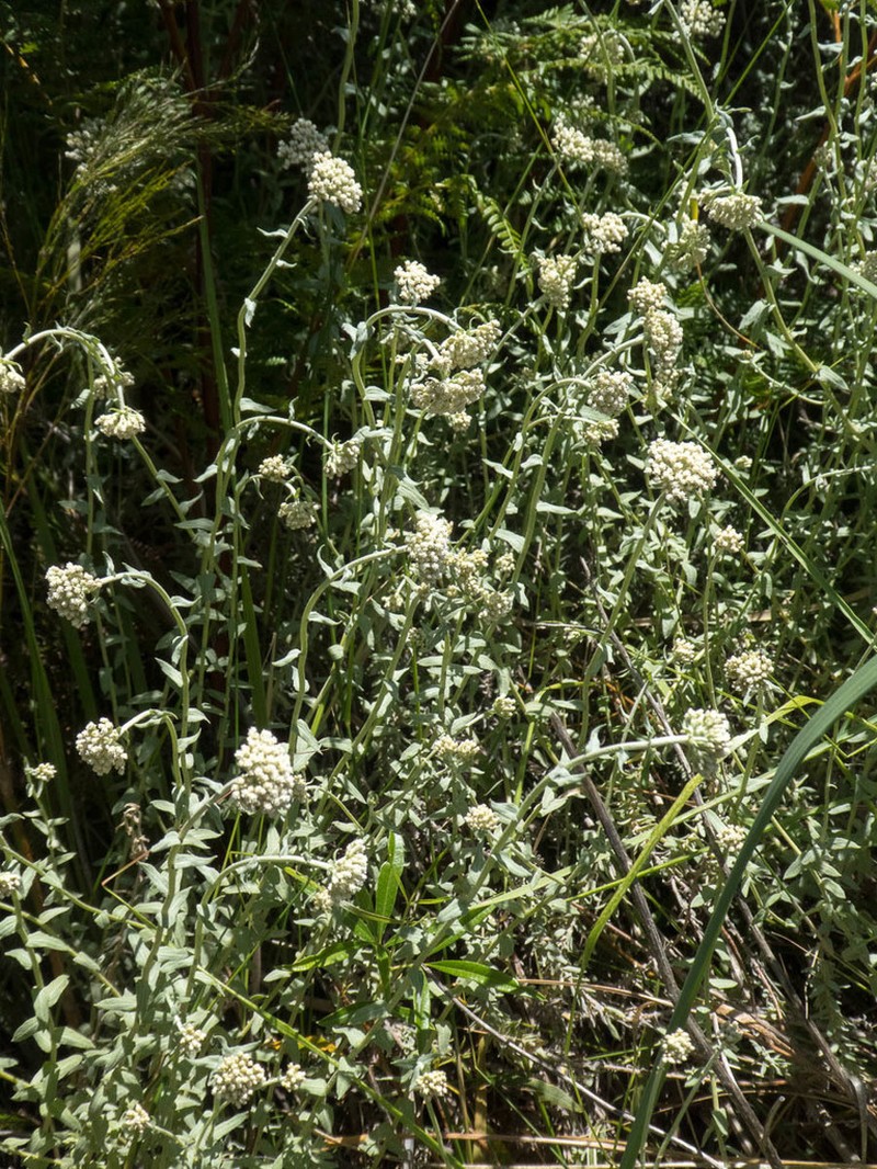 Helichrysum helianthemifolium photo 4