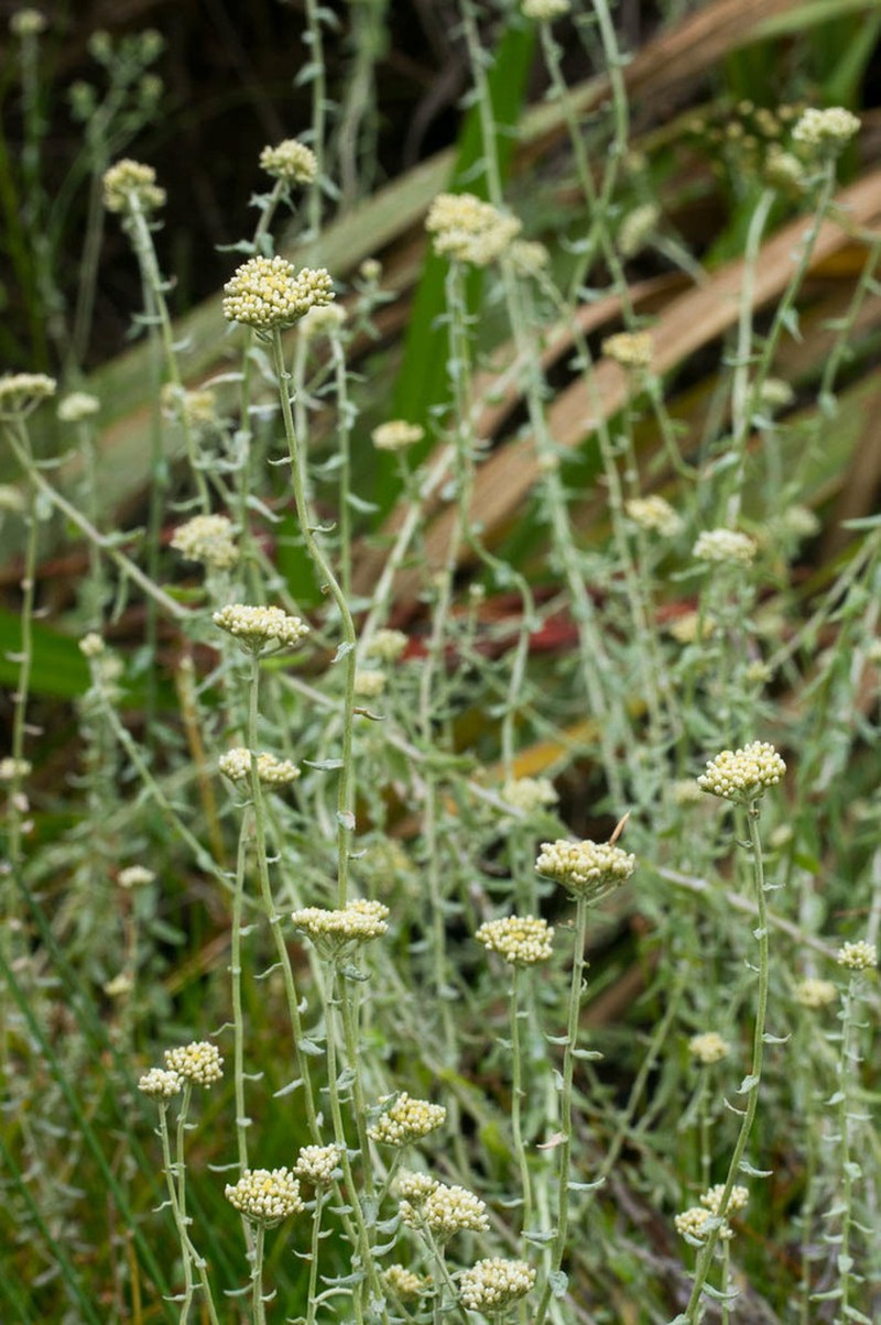 Helichrysum helianthemifolium photo 5