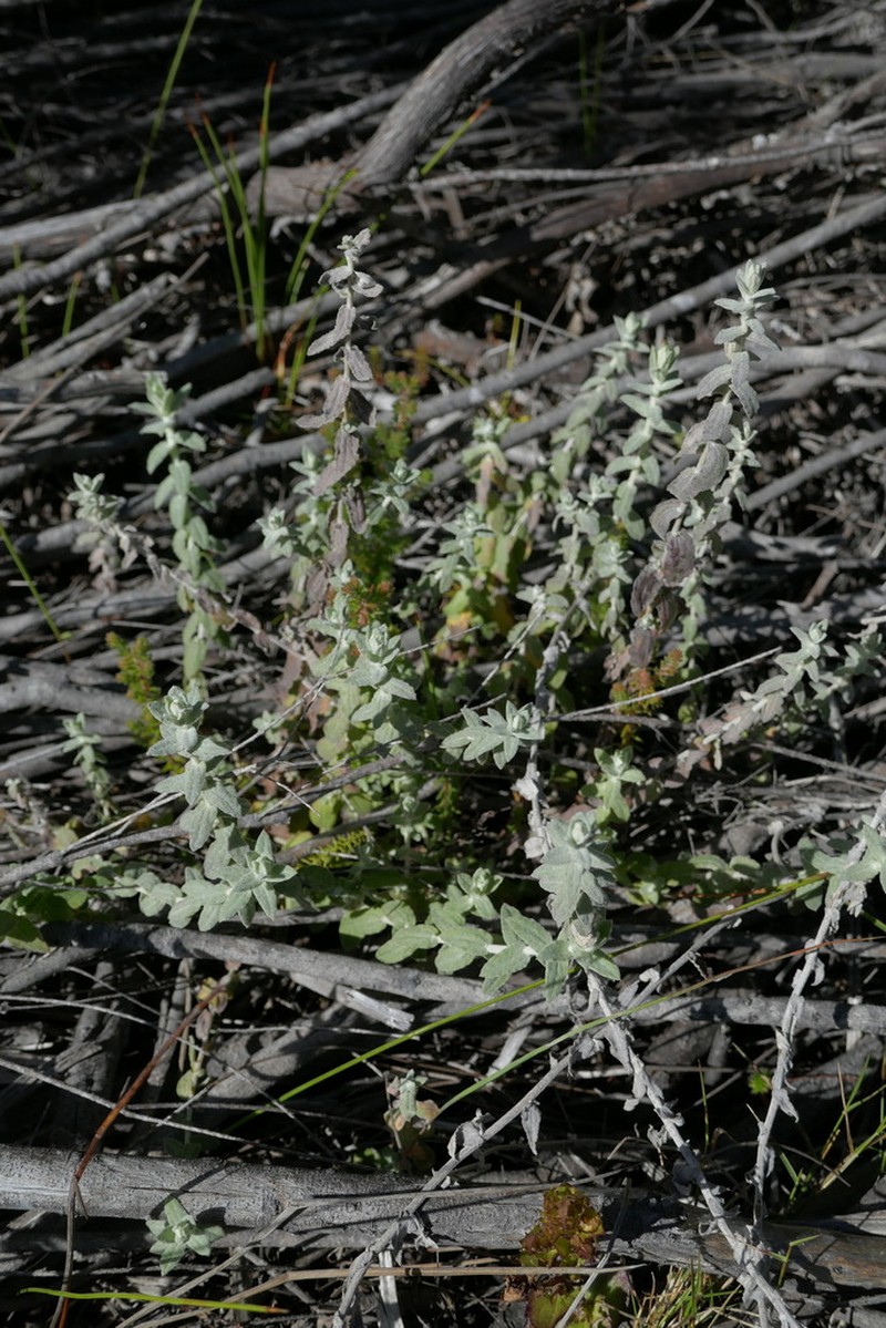 Helichrysum helianthemifolium photo 6