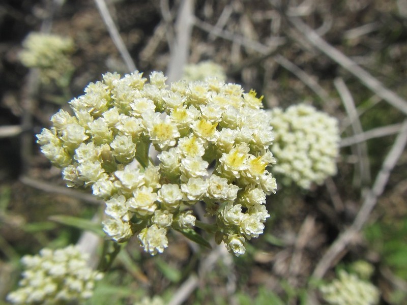 Helichrysum helianthemifolium photo 7