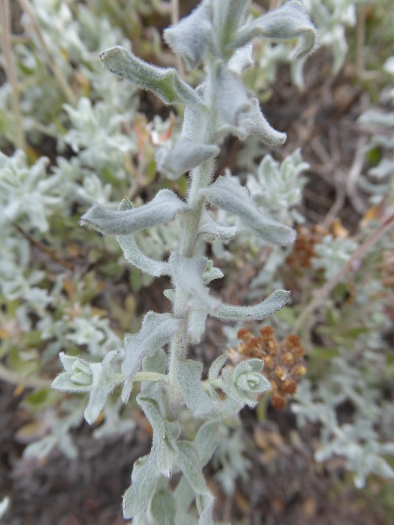 Helichrysum helianthemifolium photo 8