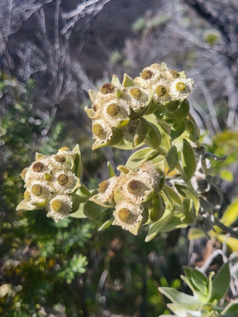 Helichrysum heliotropifolium