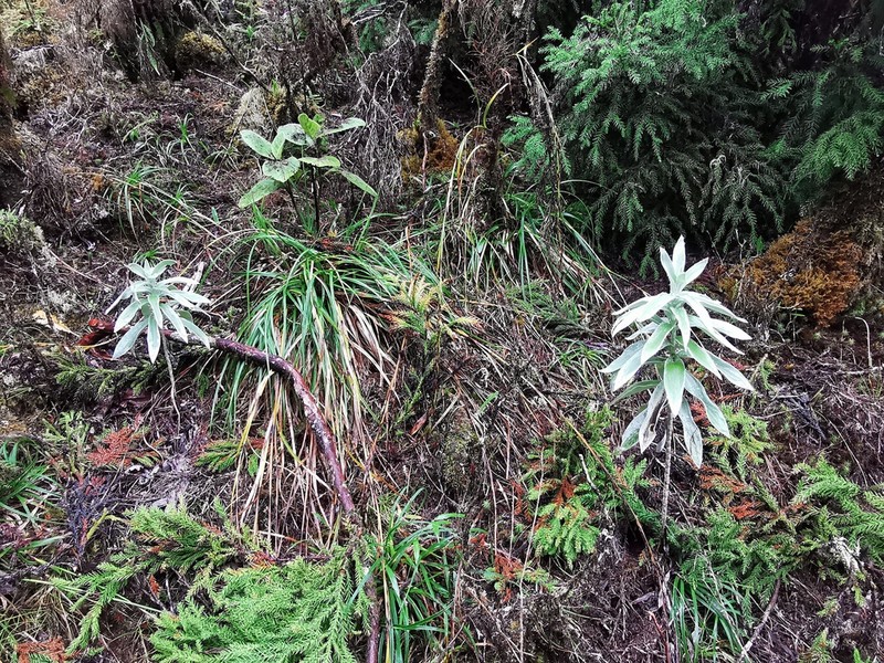Helichrysum heliotropifolium photo 2