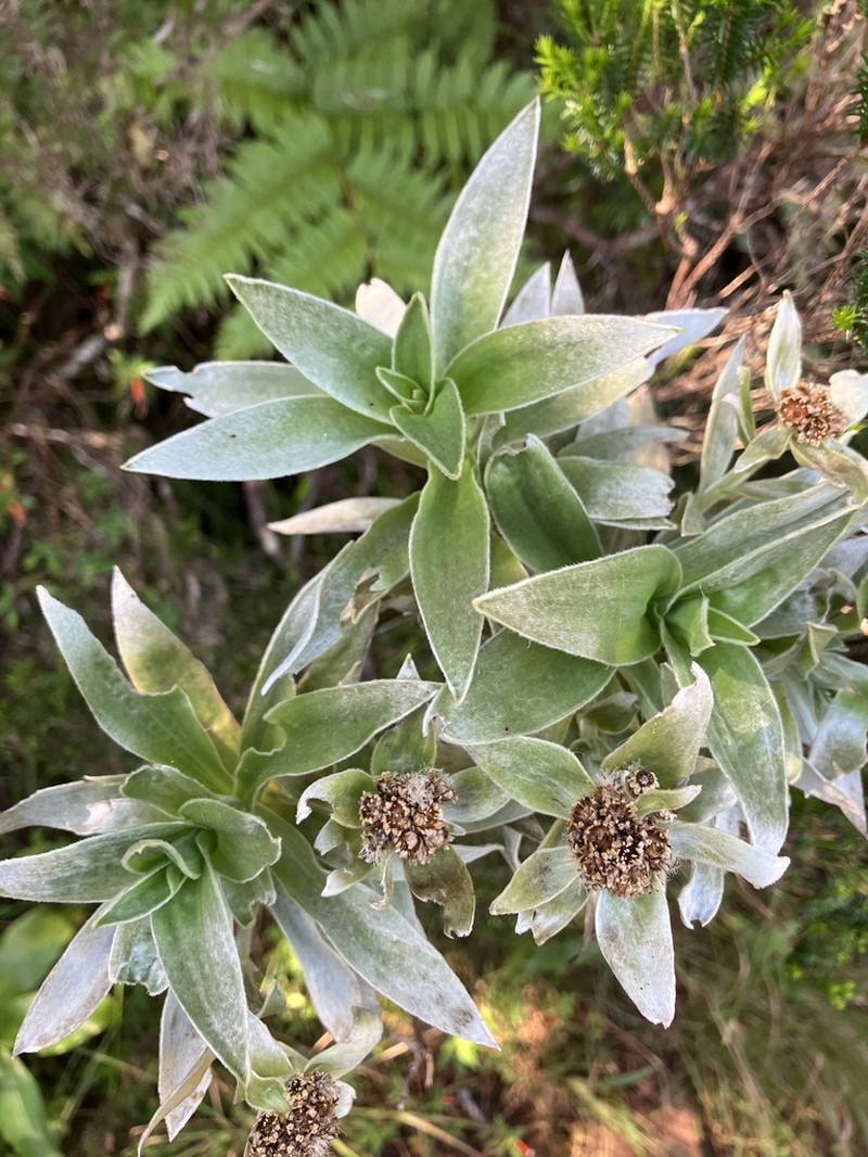 Helichrysum heliotropifolium photo 3