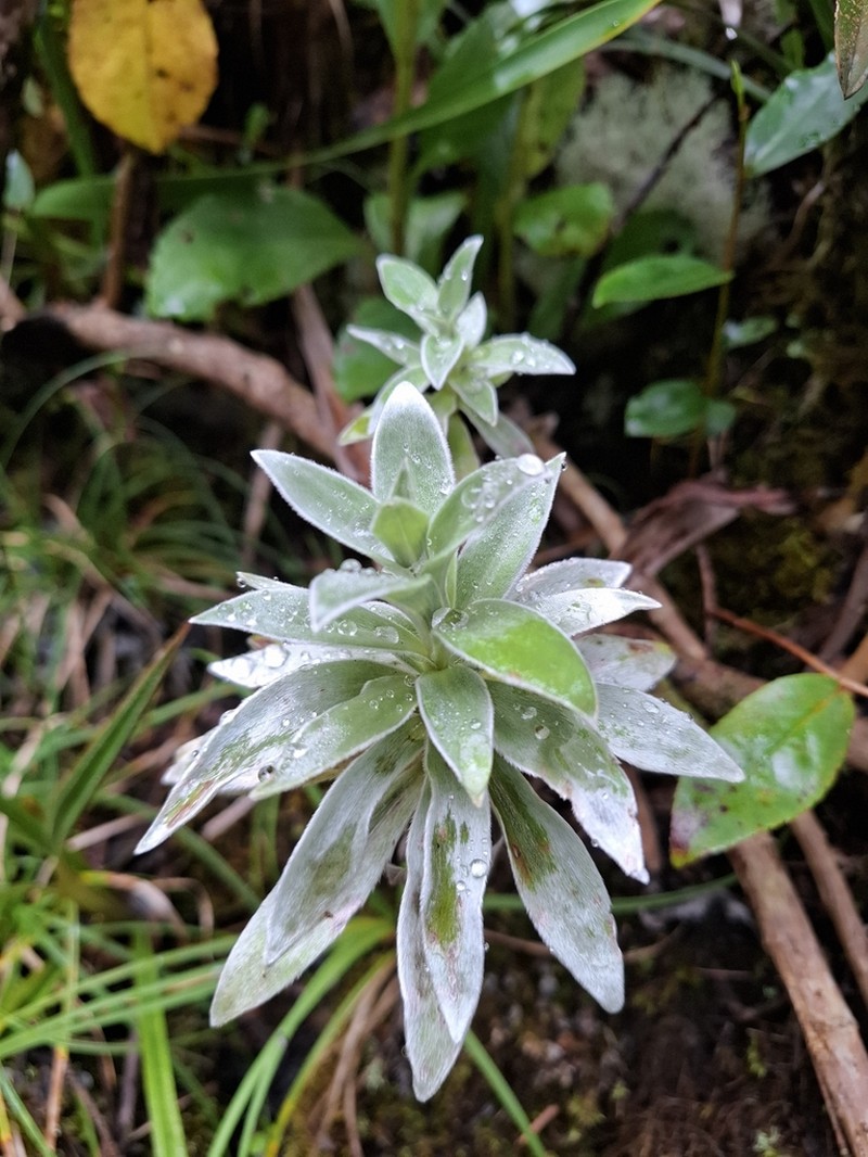 Helichrysum heliotropifolium photo 5