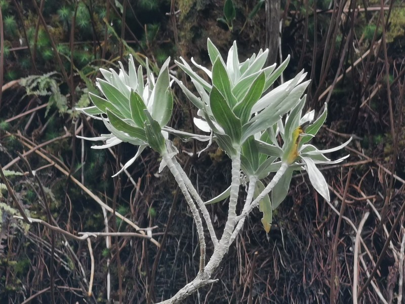 Helichrysum heliotropifolium photo 6