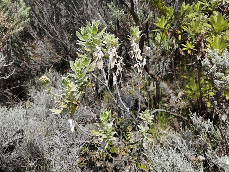 Helichrysum heliotropifolium photo 8