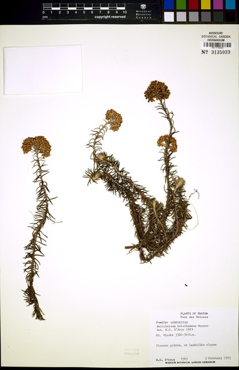 Helichrysum helothamnus