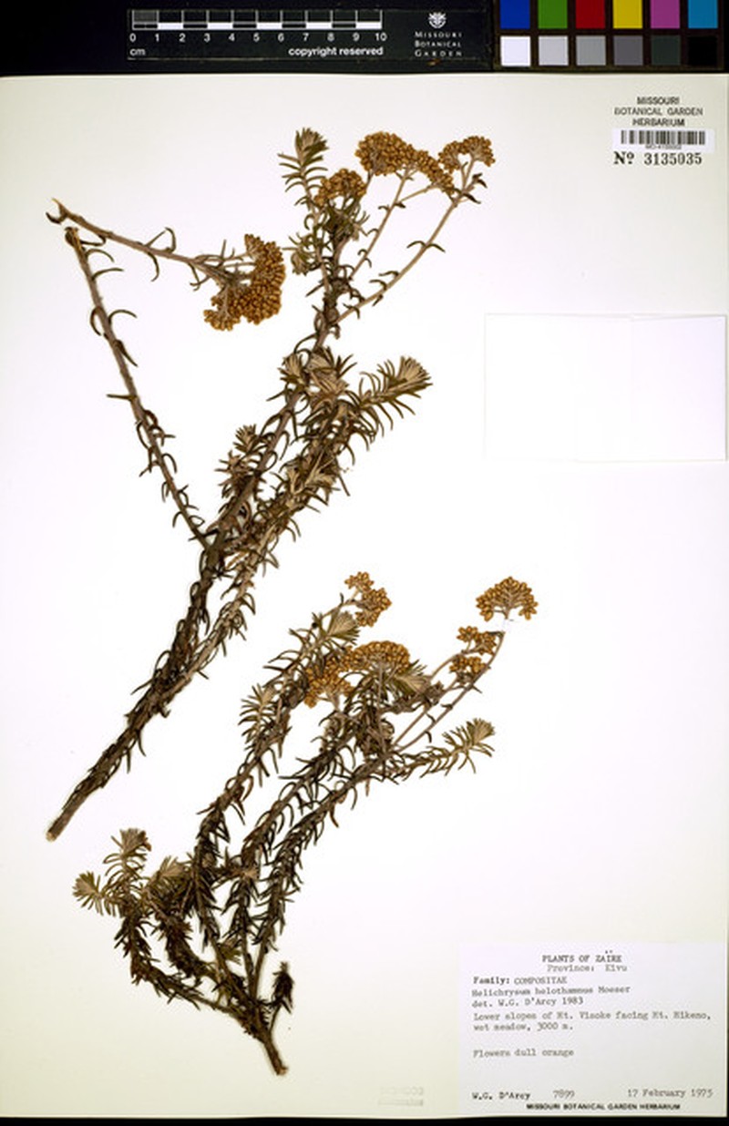 Helichrysum helothamnus photo 2