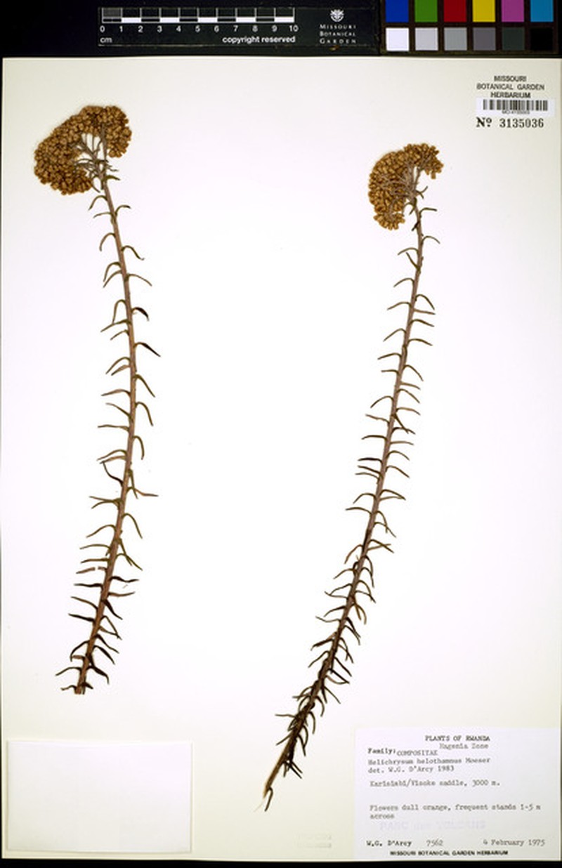 Helichrysum helothamnus photo 3