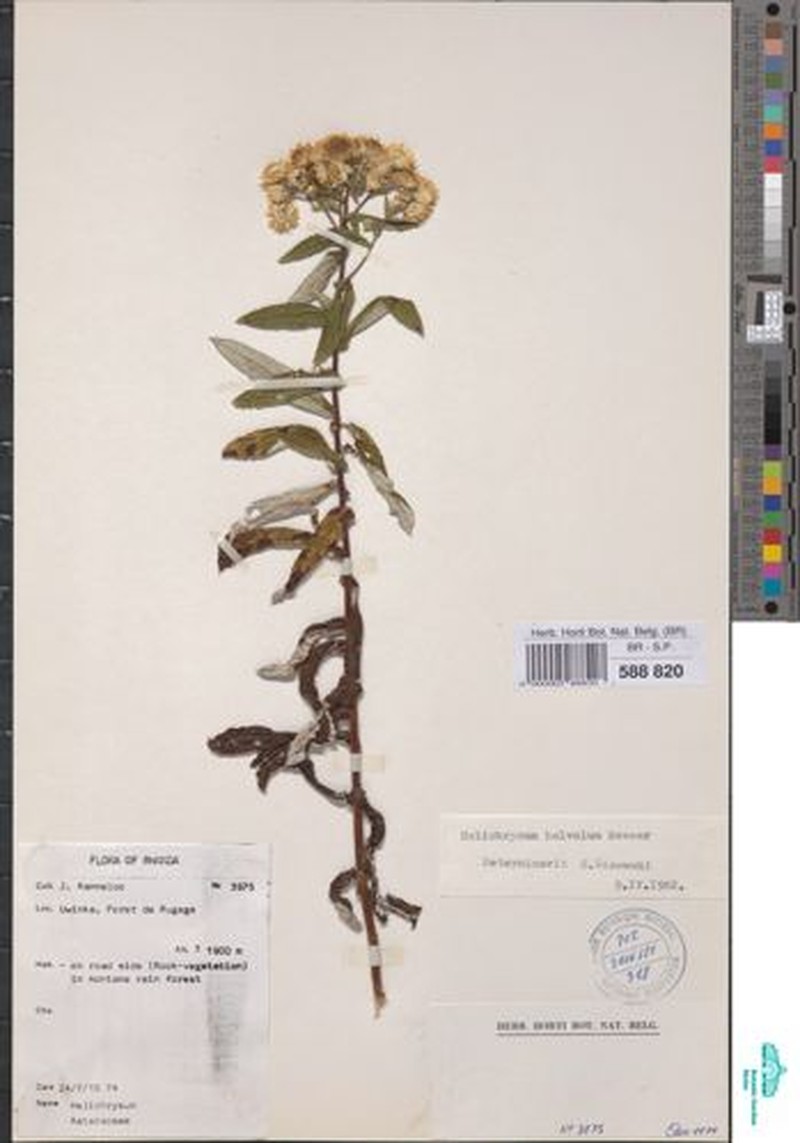 Helichrysum helvolum