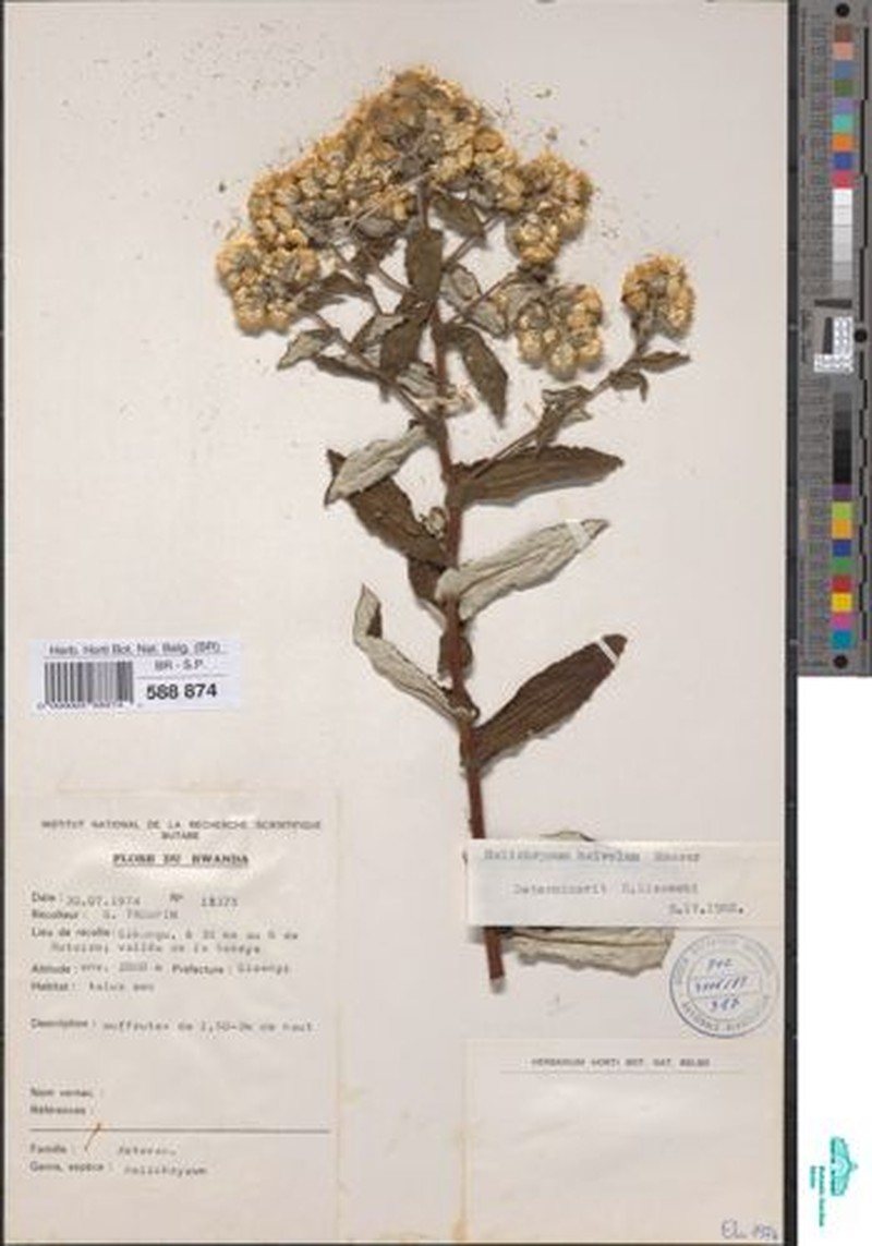 Helichrysum helvolum photo 2
