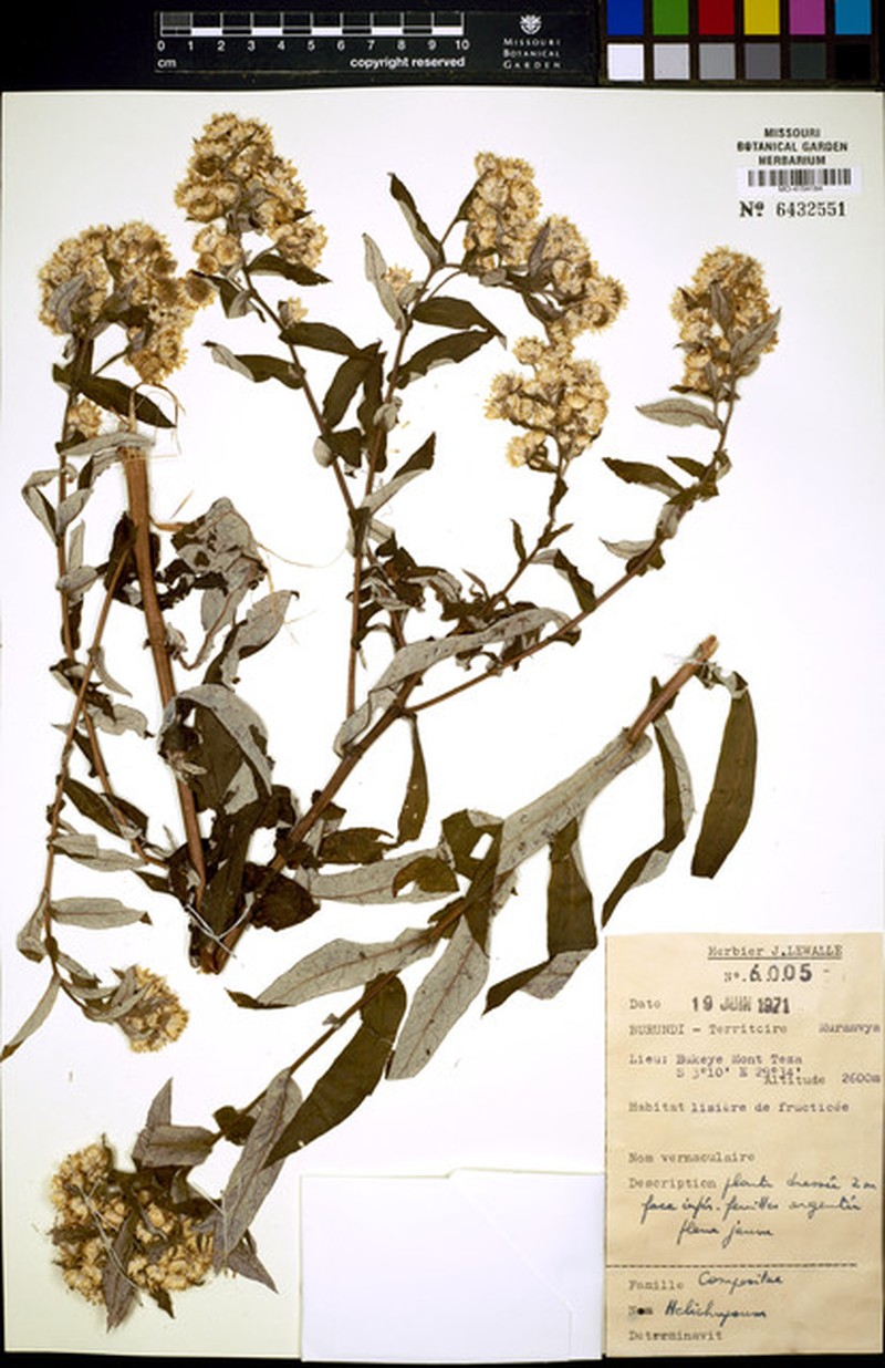 Helichrysum helvolum photo 3