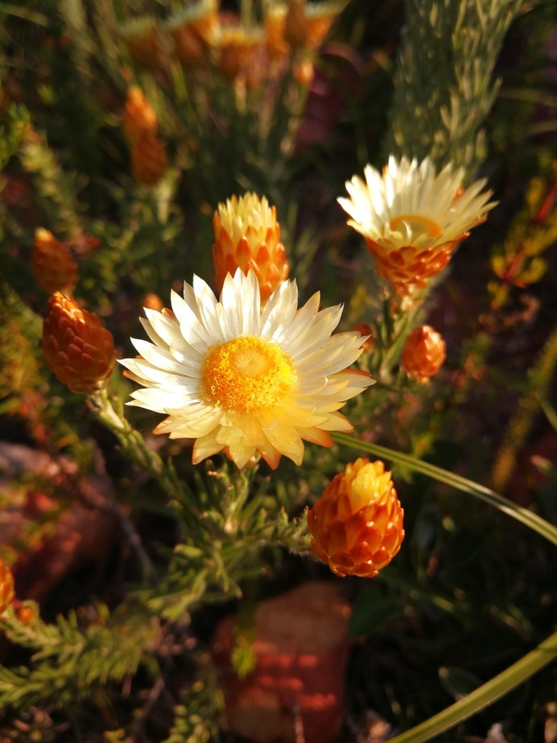 Helichrysum herbaceum