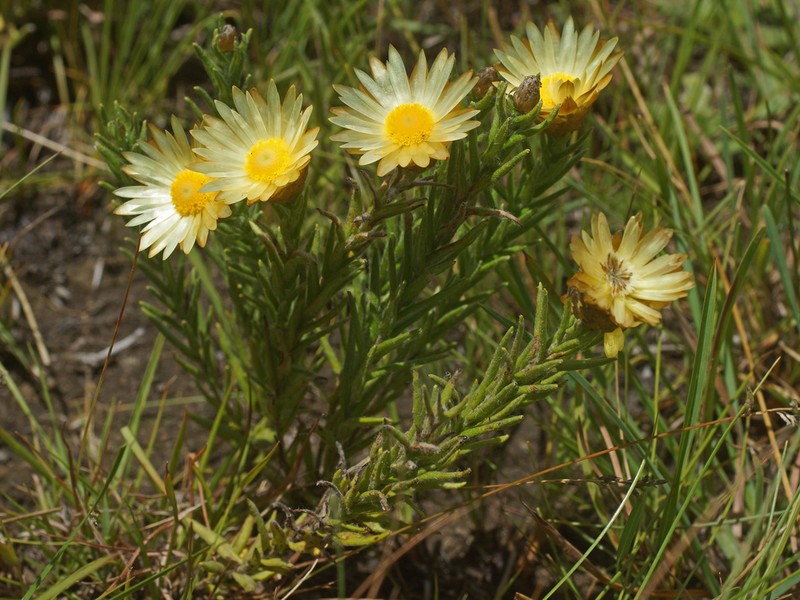 Helichrysum herbaceum photo 2