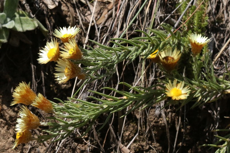 Helichrysum herbaceum photo 3