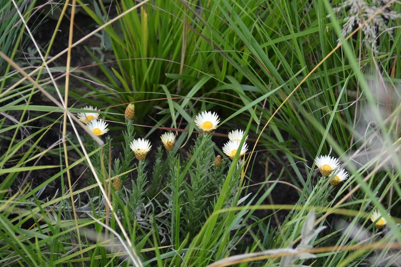Helichrysum herbaceum photo 4