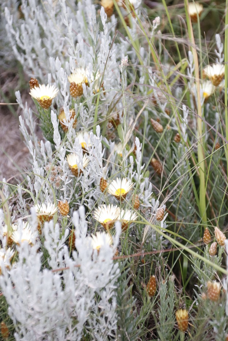 Helichrysum herbaceum photo 5