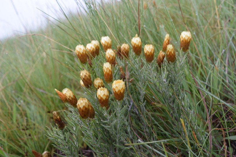 Helichrysum herbaceum photo 6