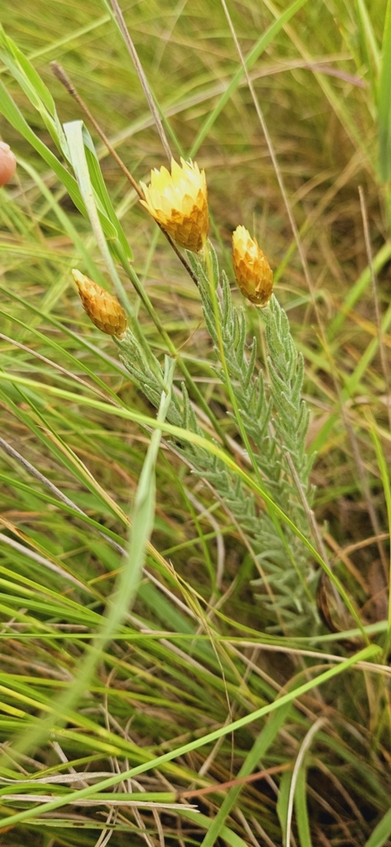 Helichrysum herbaceum photo 7