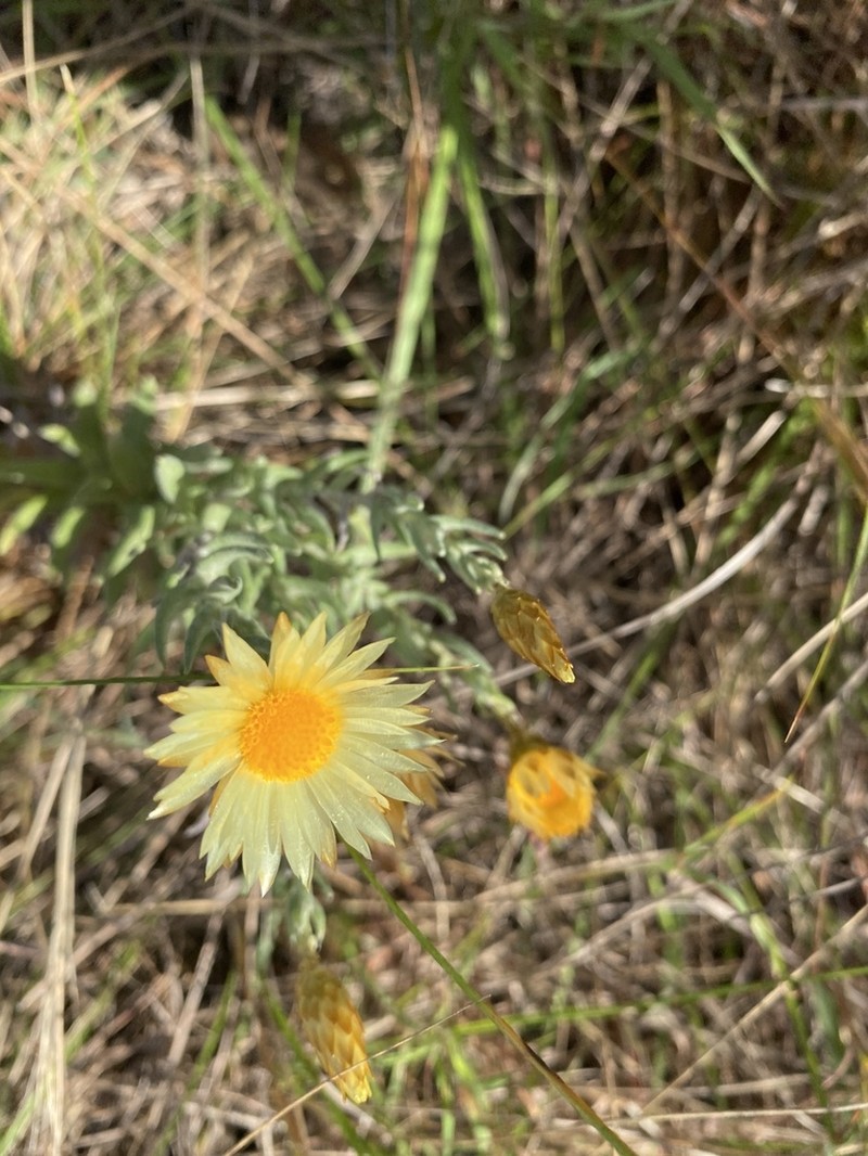 Helichrysum herbaceum photo 8