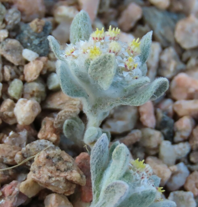 Helichrysum herniarioides