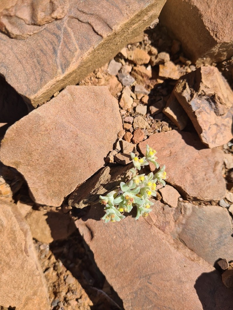 Helichrysum herniarioides photo 2