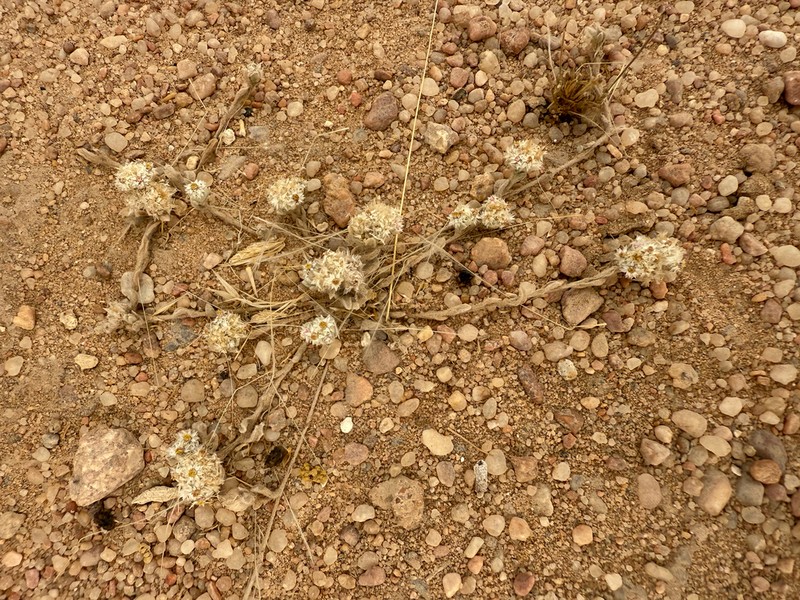 Helichrysum herniarioides photo 3