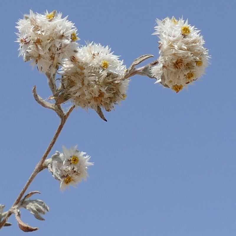 Helichrysum herniarioides photo 4