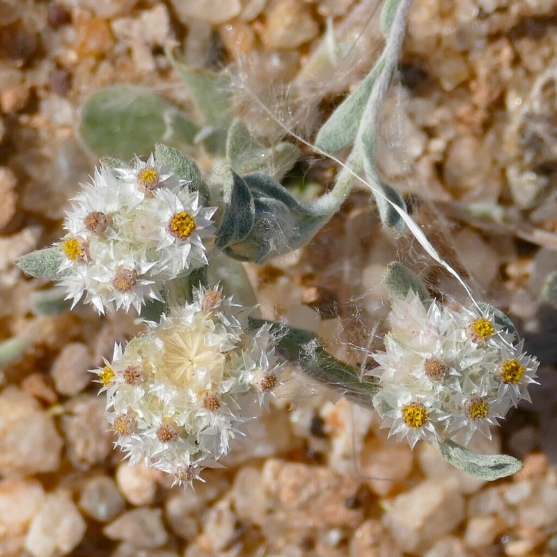 Helichrysum herniarioides photo 5