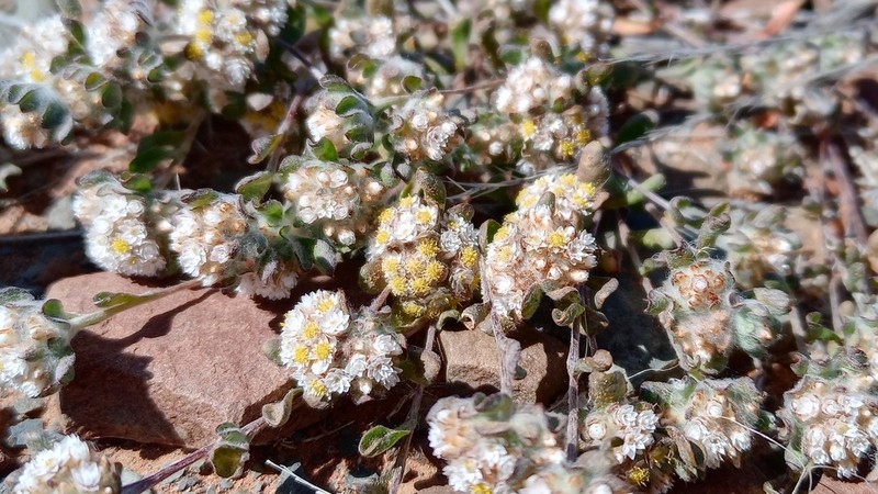 Helichrysum herniarioides photo 6
