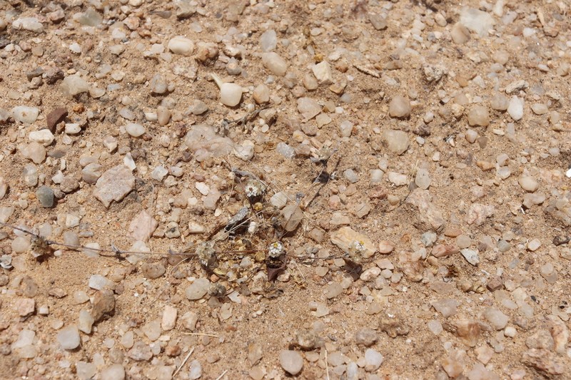 Helichrysum herniarioides photo 7