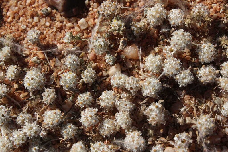 Helichrysum herniarioides photo 8
