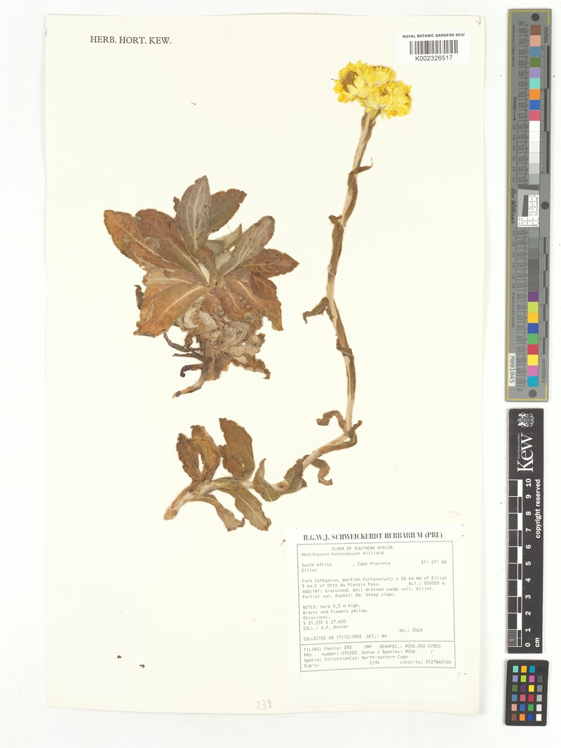 Helichrysum heterolasium