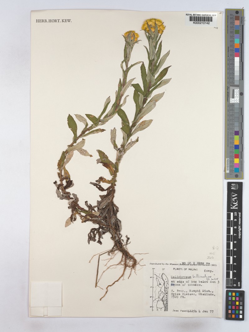 Helichrysum hilliardiae