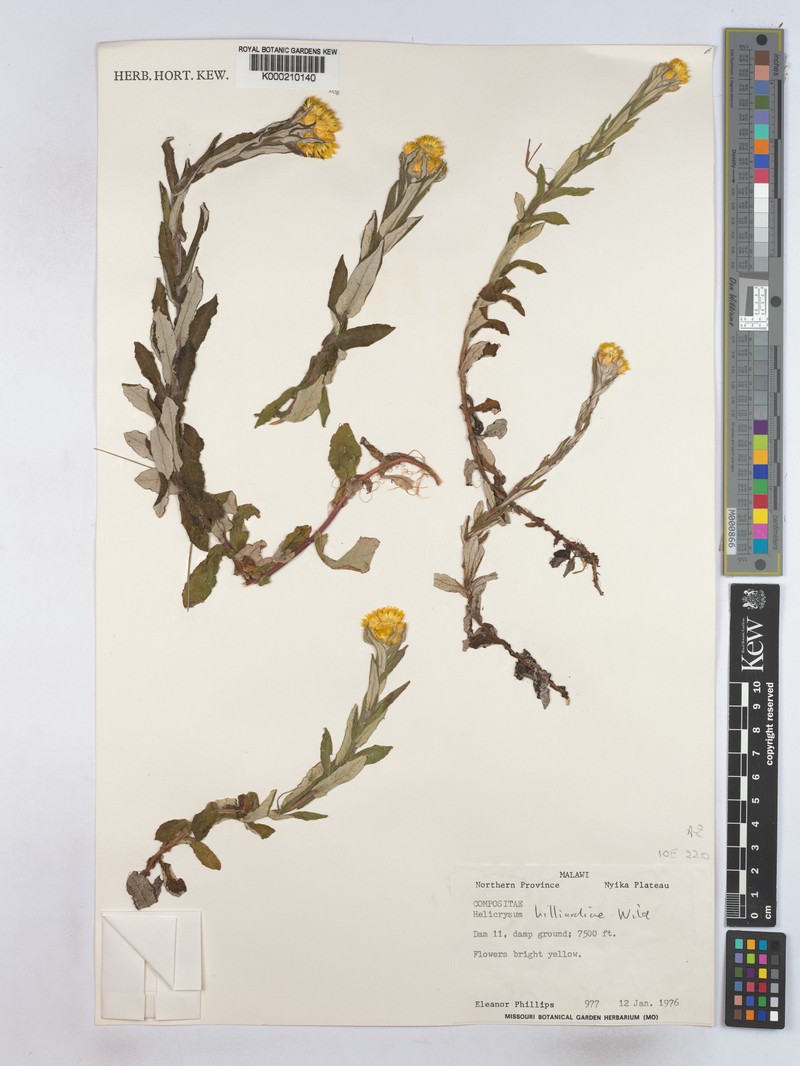 Helichrysum hilliardiae photo 2