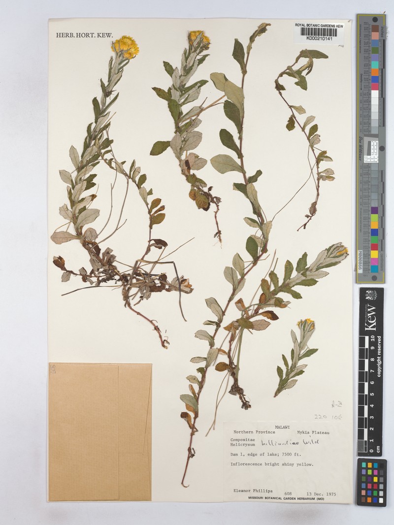 Helichrysum hilliardiae photo 3