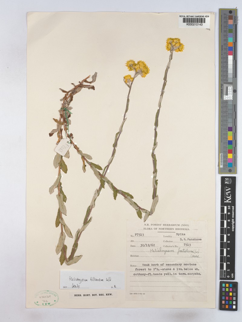 Helichrysum hilliardiae photo 4