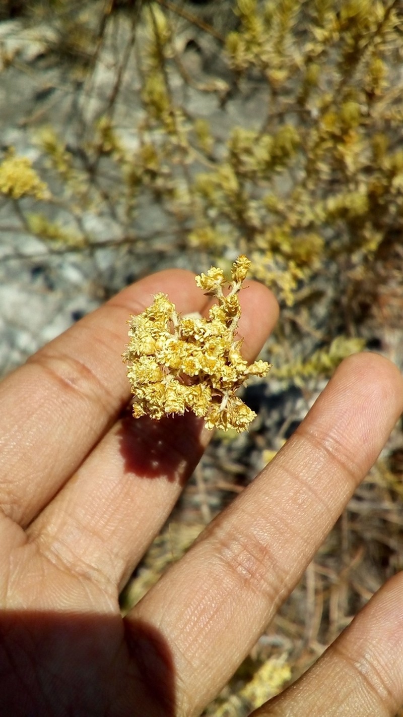 Helichrysum hirtum