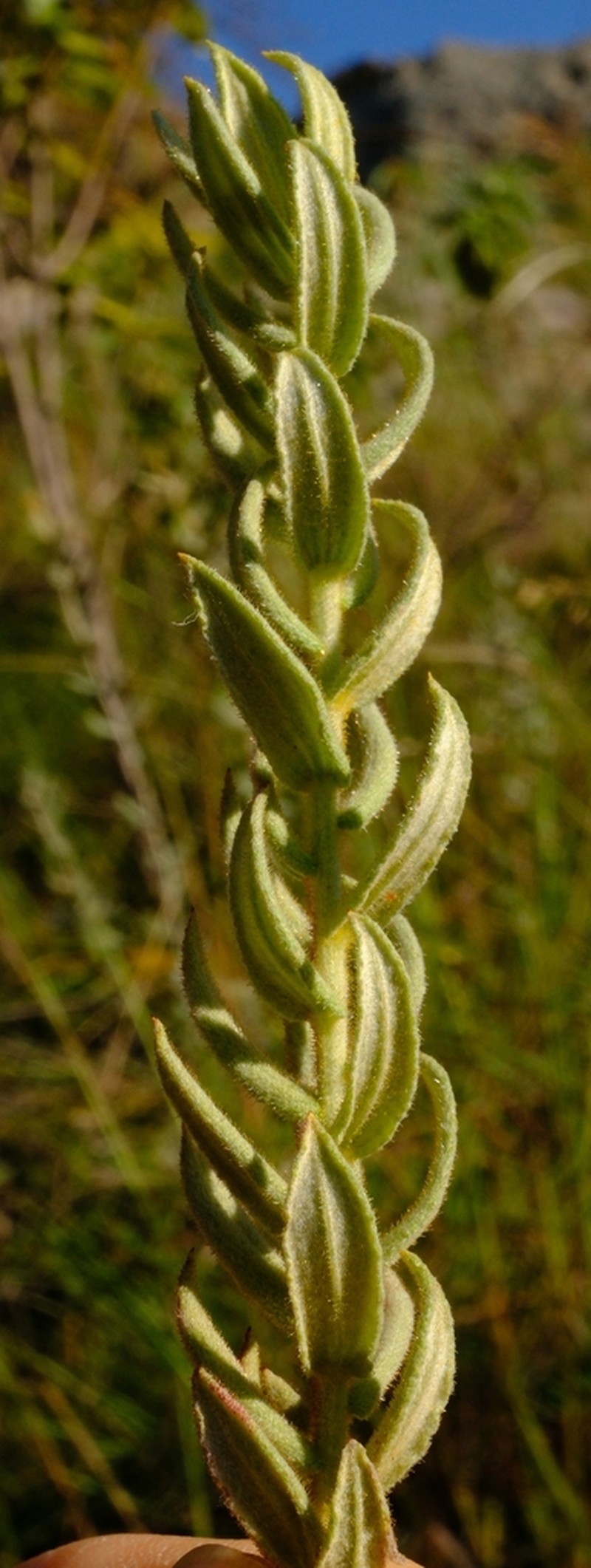 Helichrysum hirtum photo 2