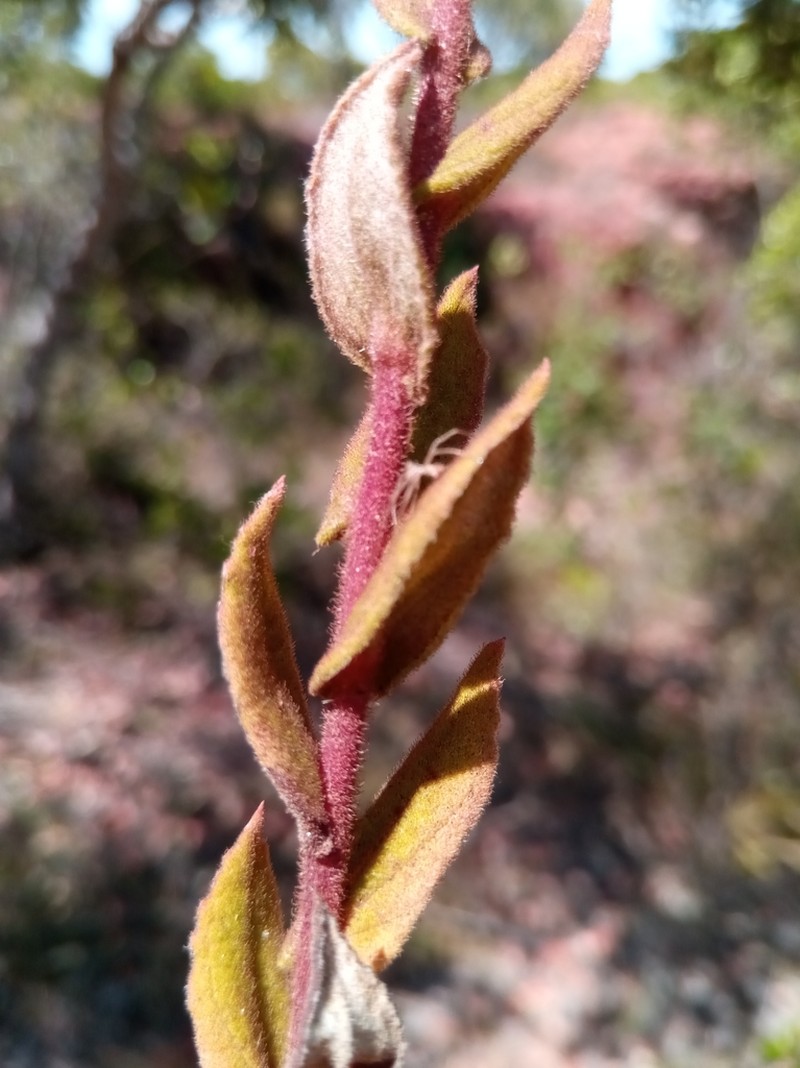 Helichrysum hirtum photo 3