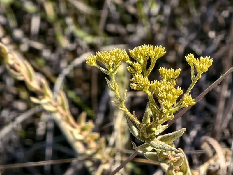 Helichrysum hirtum photo 4
