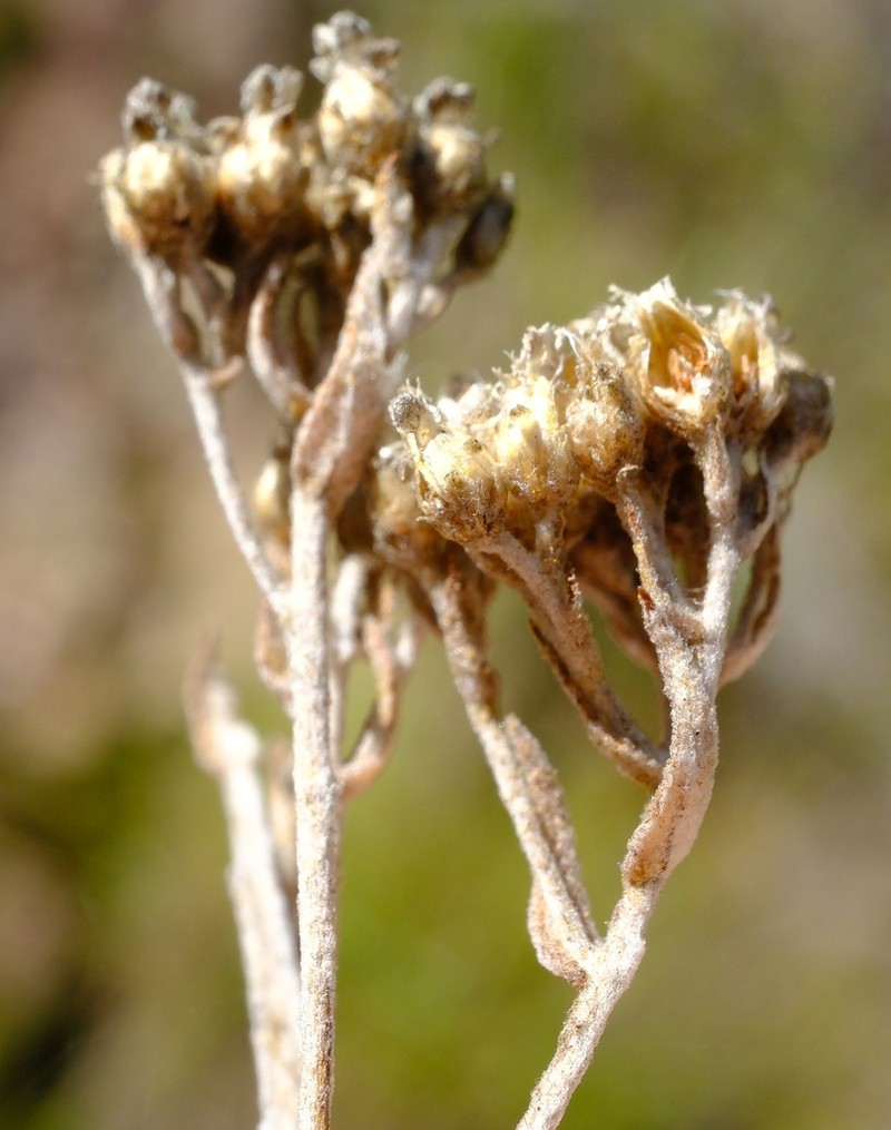 Helichrysum hirtum photo 5