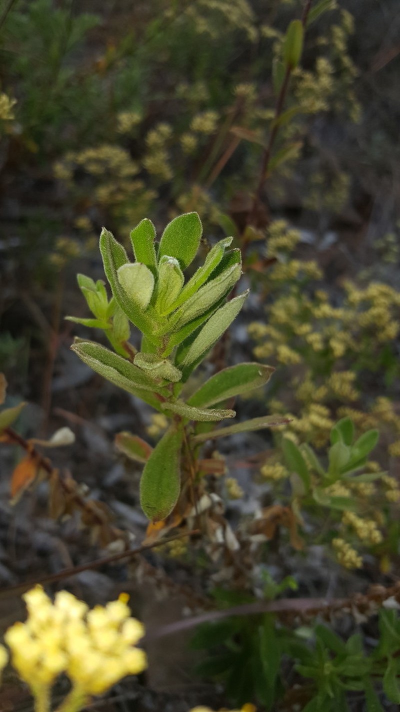 Helichrysum hirtum photo 6