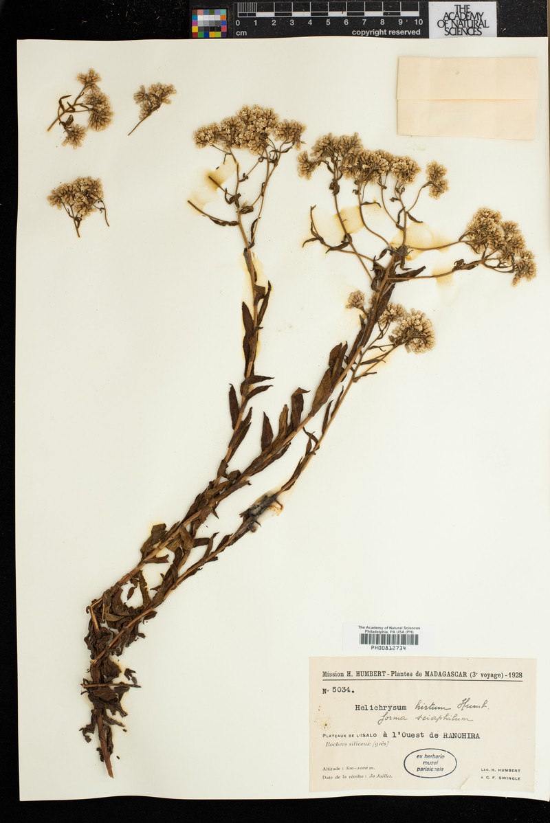 Helichrysum hirtum photo 7