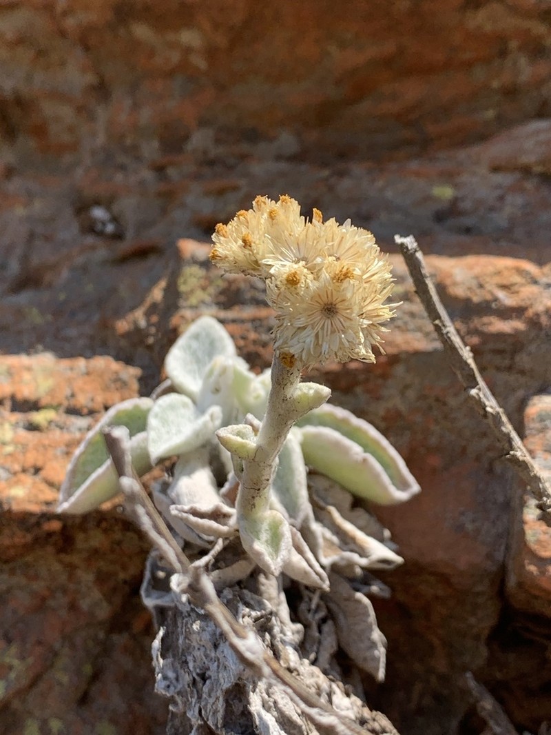 Helichrysum homilochrysum