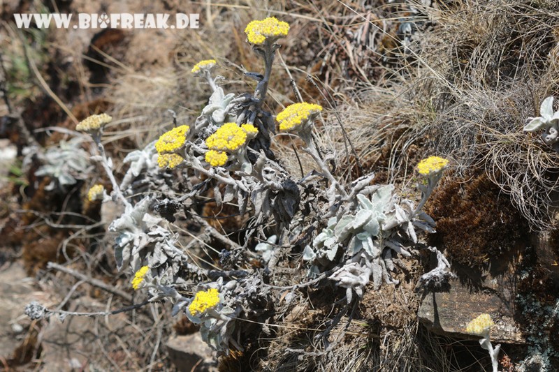 Helichrysum homilochrysum photo 2